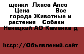 щенки  Лхаса Апсо › Цена ­ 20 000 - Все города Животные и растения » Собаки   . Ненецкий АО,Каменка д.